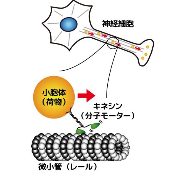 Figure 7